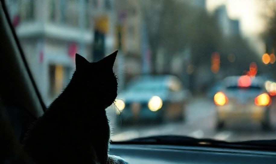 Waymo Faces Criticism After Cat’s Tragic Death